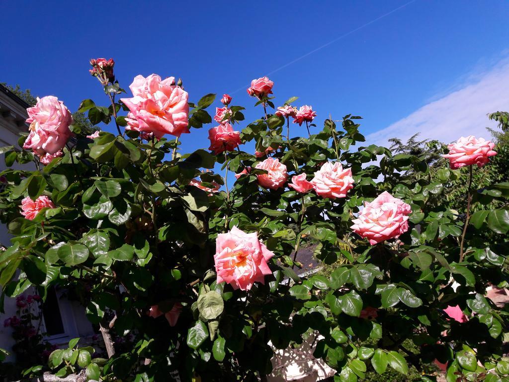 Le Vieux Vauvert Bed and Breakfast Rochecorbon Exteriör bild